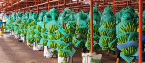 Equador é o maior exportador de bananas do mundo