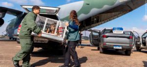 Saiba como funcionará o transporte de animais resgatados no RS em aeronaves da FAB