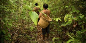 Um ecossistema tecnológico para proteger nosso ecossistema natural