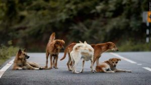 Cães de Chernobyl desenvolvem resistência rara ao câncer